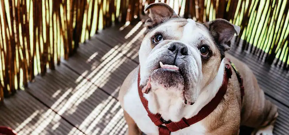 english bulldog looking upward - Main Characteristics and Physical Appearance