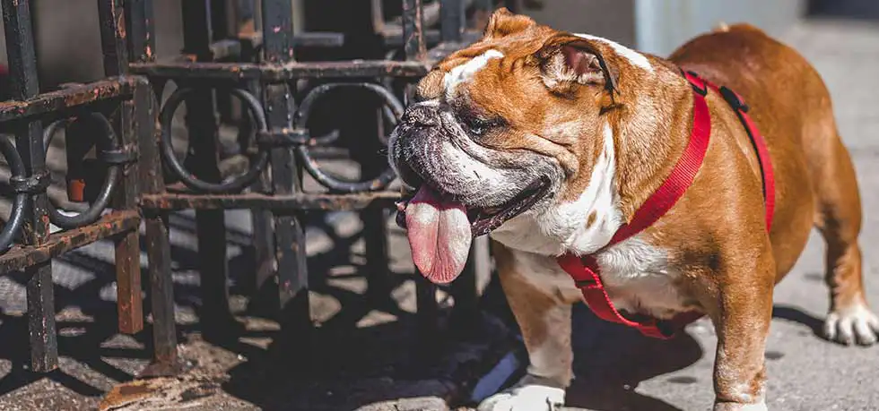 Standing, looking to the sides, with the tongue out - Where Did Bulldogs Come From? The Origin of the Breed